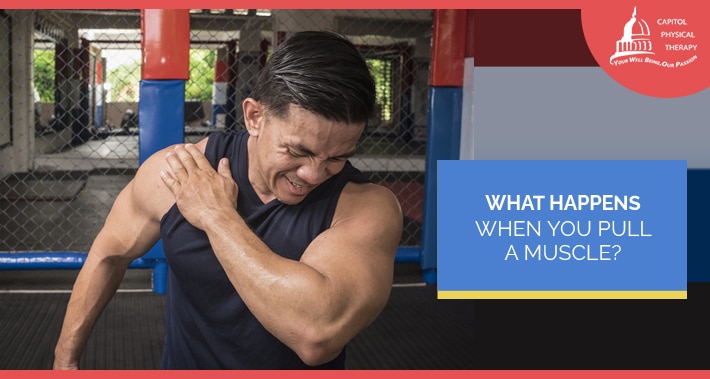 What Happens When You Pull A Muscle? | Capitol Physical Therapy Orthopedics And Pain Management Washington DC
