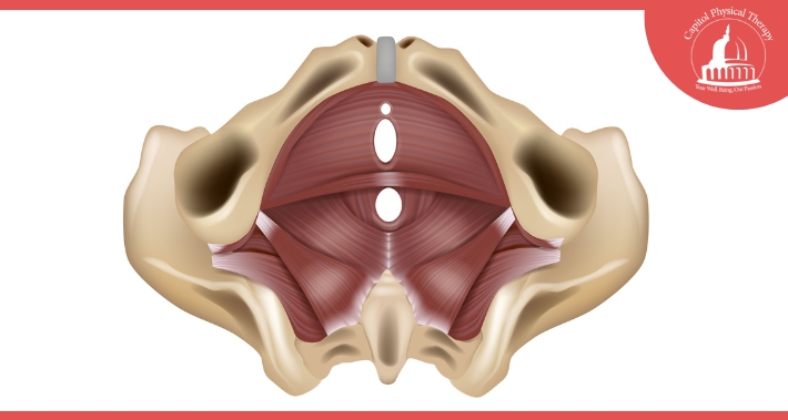 Anatomy Of Pelvic Floor Muscles - What Is Pelvic Floor Dysfunction? | Capitol Physical Therapy | Washington DC Physical Therapists