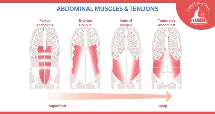 Diagram of Core Muscles - What Is A Core Muscle Injury? | Capitol Physical Therapy | Washington DC Physical Therapists