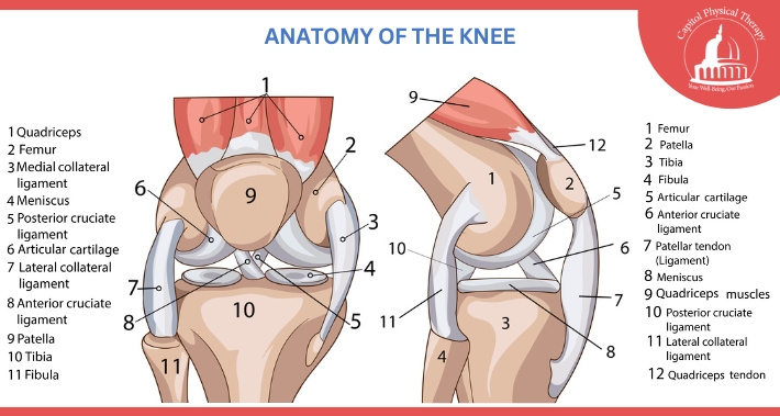 Diagram of Knee Anatomy | Capitol Physical Therapy | Washington DC Physical Therapists