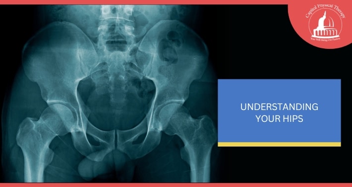Understanding Your Hips | Capitol Physical Therapy | Washington DC Physical Therapists